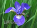 誕生日に贈る言葉～5月15日生まれの感性の鋭いあなたに－聴きものがたり