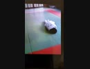 LGBT、芳賀※※ン、中学校時代の柔道練習上での動画PART２
