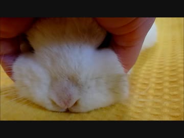 うさぎさんのほっぺぐりぐりするだけ