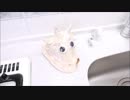 ホモと見る真珠貝の包丁を作る不審者.pearl_oyster