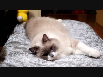 「はーい、もう結構でーす。」