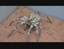 【閲覧注意!!】再編集　外国産コモリグモにゴキブリを与えてみた。(Lycosa sp.)