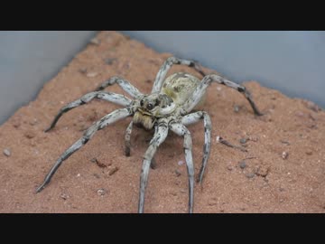 【閲覧注意!!】再編集　外国産コモリグモにゴキブリを与えてみた。(Lycosa sp.)