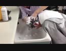 まんさくシャンプー