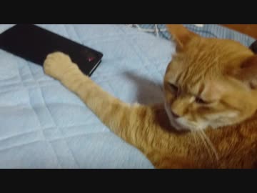 拾いねこ＠生後2506/2473日目　携帯を触りたいアコさん。