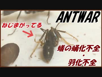 アリの蛹化不全と羽化不全。