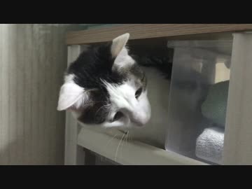 引き出しの中から出てきなさい！