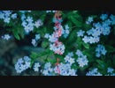 『眠る君の菫草』を歌ってみた by黒リン