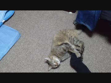 拾いねこ＠生後2507/2474日目　だいぶ大人になった？月音さん。