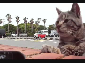 「にゃんこ(*'ω'*)」が現れた！～エサで仲間にするぞ～