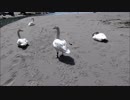 ハクチョウさん