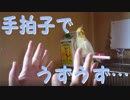 手拍子で、うずうずしちゃう お爺ちゃんインコ