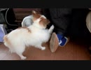 構ってほしくて足でクイクイしてくるワンコ（パピヨン）1