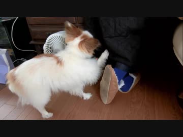 構ってほしくて足でクイクイしてくるワンコ（パピヨン）1