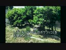 【三十路女の埼玉63市町村一周の旅・宮代町編】知性派JDと三十路がゆく！東武動物公園で５月の休日編【実写+ゆっくり旅】