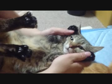 拾いねこ＠生後2508/2475日目　つきにょんばんじゃい。