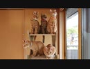 トラねこ5きょうだい（6）