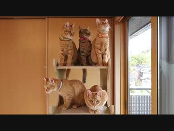トラねこ5きょうだい（6）