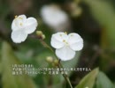 誕生日に贈る言葉～5月19日生まれの指導力があるあなたに－聴きものがたり