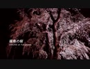 福島の桜 - SAKURA at Fukushima