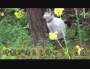 時報がなると帰る猫～～ネコも木から降りる