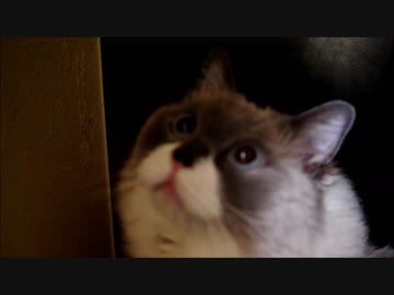 ぼくをおいていくにゃ