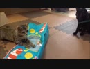 人馴れしてないネコさんに遊んでもらった