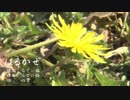 はるかぜ/心響