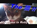 【アビシニアン】 たまにはRubyちゃん 【猫♀17才】