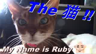 【アビシニアン】 たまにはRubyちゃん 【猫♀17才】