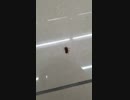 超ちっちゃいゴキブリがセクシーなポーズで死んでた
