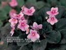 誕生日に贈る言葉～5月20日生まれの聡明なあなたに－聴きものがたり
