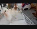 構ってほしくて足でクイクイしてくるワンコ（パピヨン）2
