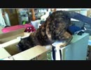 盗み食いが見つかり寝たふりする猫