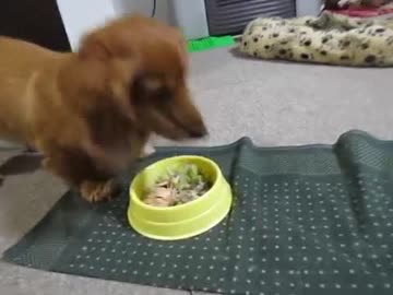 ダックスの喧嘩