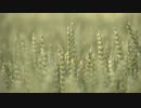 Pexels Videos 1620051　金本朝樹