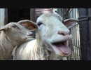 Baaa