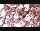 ＶＴＲといっしょに、春探し【鳴神】