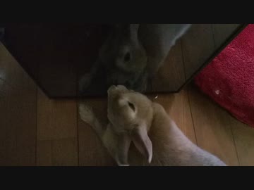 ガラスに映った自分と戦ううさぎさん