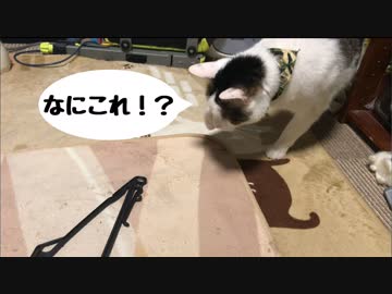 きっとハンガーを何かの動物だと思っている猫