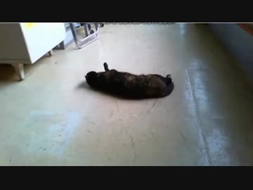 今日のごろ～ん 2019-05-21