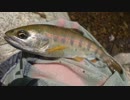 【ゆっくり実況？】ゆっくりまったり魚釣り【Vol.18】