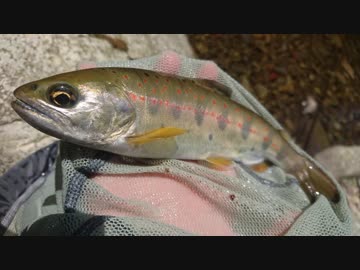 【ゆっくり実況？】ゆっくりまったり魚釣り【Vol.18】