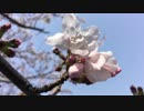 【ゆっくり実況】雑談＆実況【運べ！荷物！編】