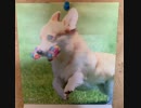 ❽❾犬