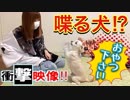 【衝撃映像】喋る犬のしつけ／賢い犬／芸（チワワ×トイプードル）【ひろみちゃんねる】