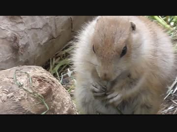 プレーリードッグの赤ちゃんがまるもふでかわいい