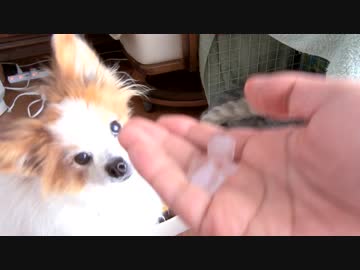 暑くて氷にかぶりつくワンコ（パピヨン）2