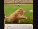 ❾❶猫