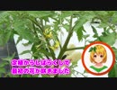 3分で分かるうちの畑